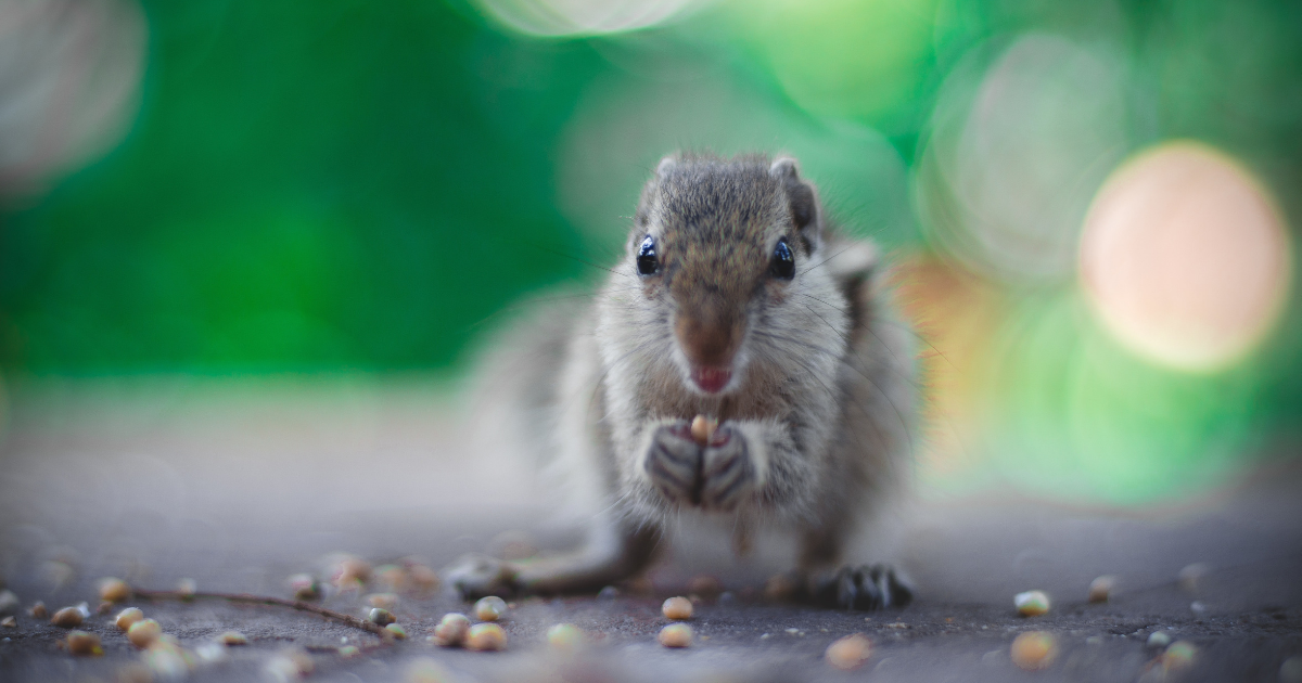 The Difference Between Intuitive Eating and Mindful Eating